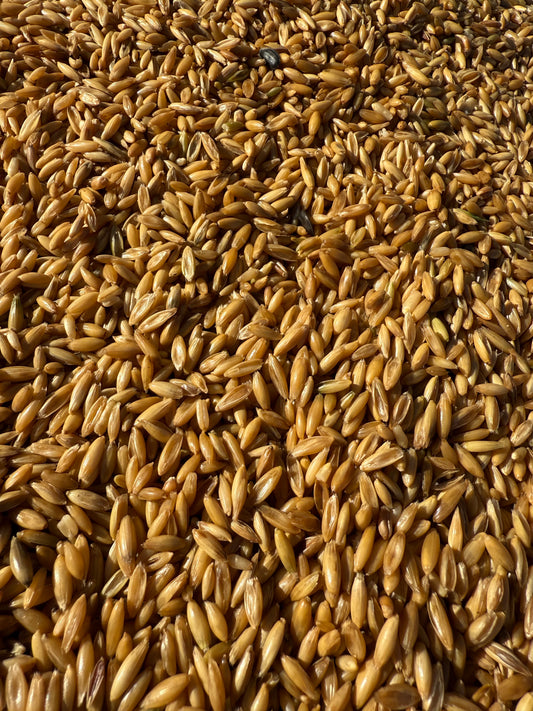3lb Sterilized Grain