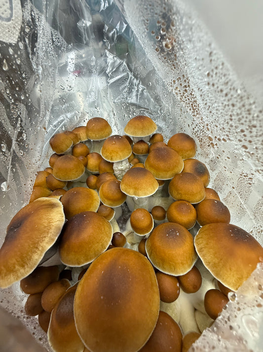 Dung-Loving Mushroom Cultivation Kit — Whole Oats + CVG